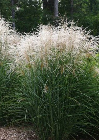 MISCANTHUS sinensis Graziella